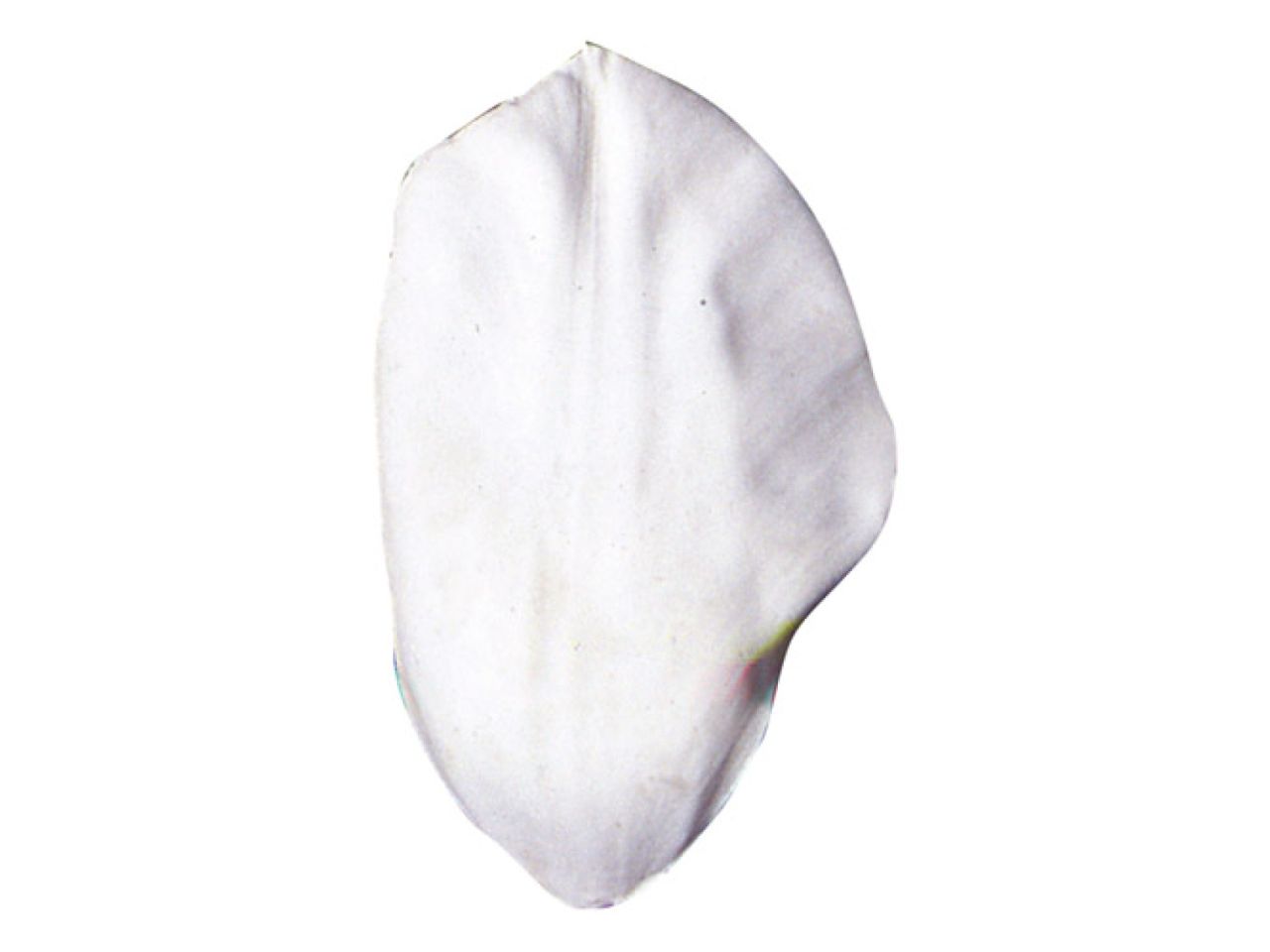 sk veiner tulpe triumph 6 5 cm