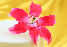 Flowers and leaves for elegant cake decorations