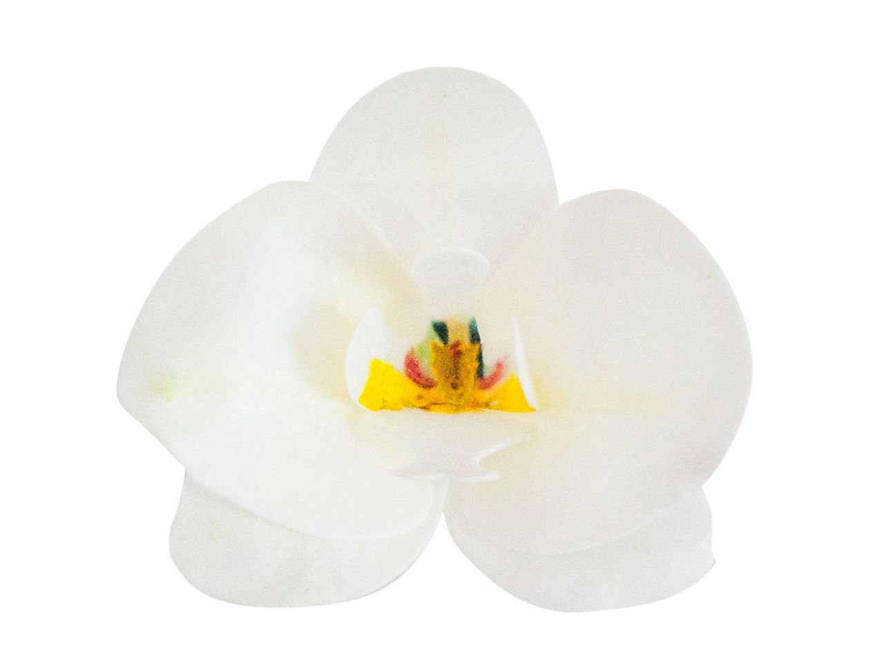 wafer paper orchidee weiss 7 5 8 5cm 10 stueck