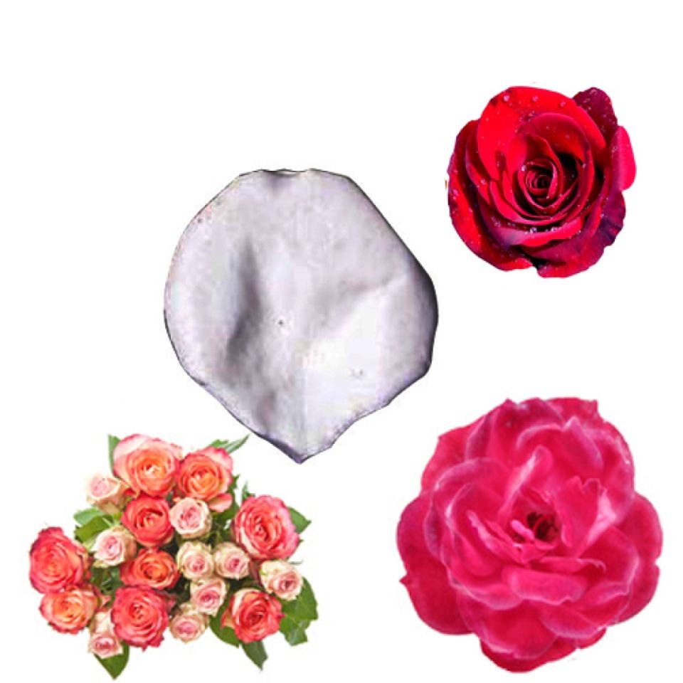 sk tea rose petal veiner 5 0 cm