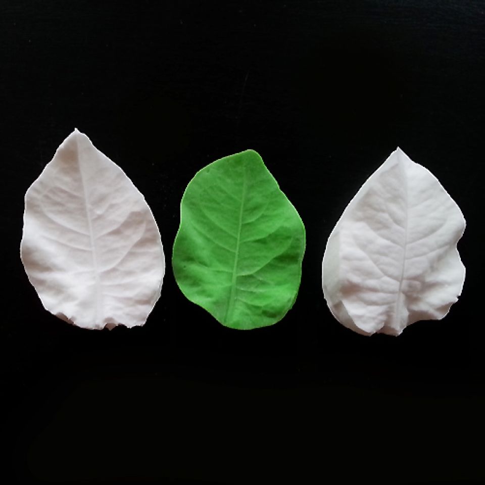 sk veiner bougainvillea 4 5 cm