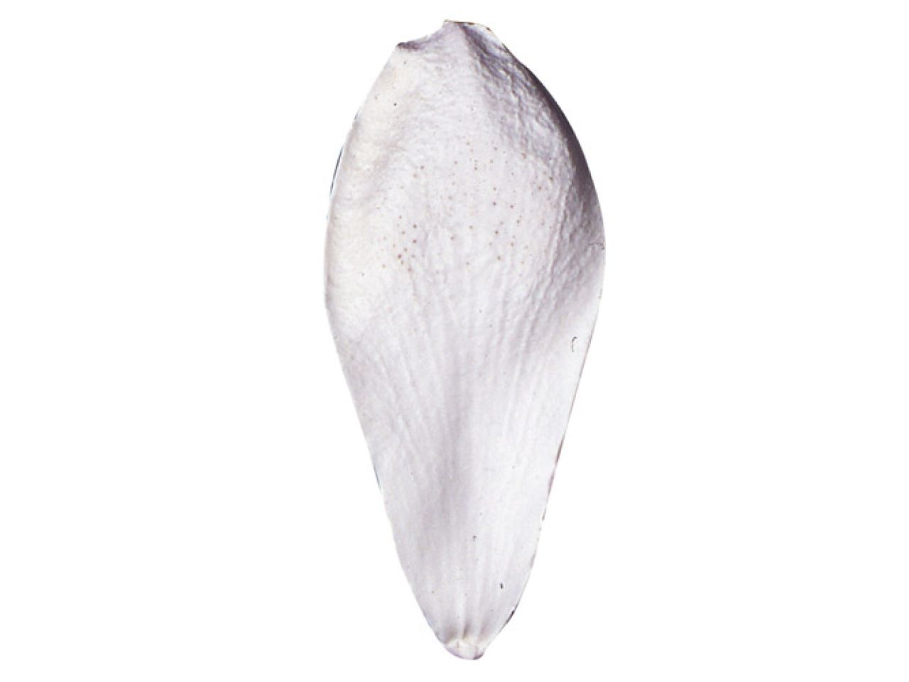 sk veiner magnolia xl 10 5x4 3 cm