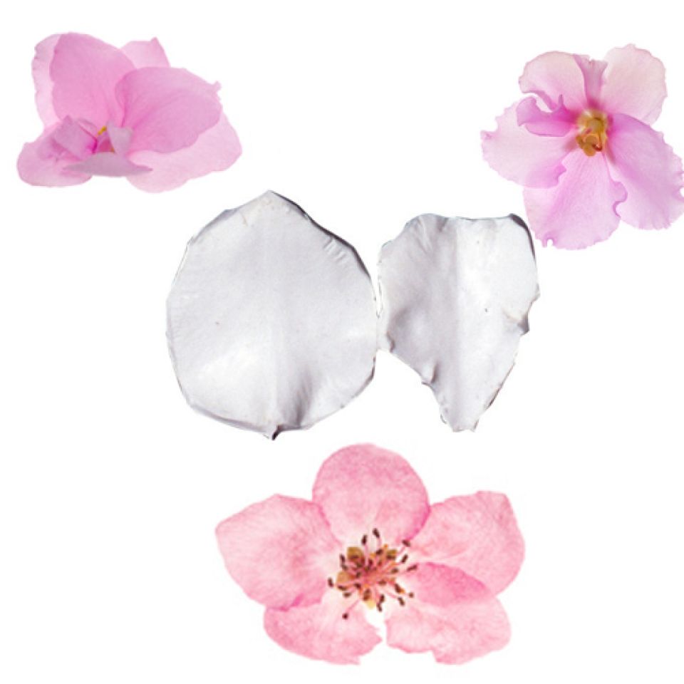 sk veiner camellia praeger 4 5 cm