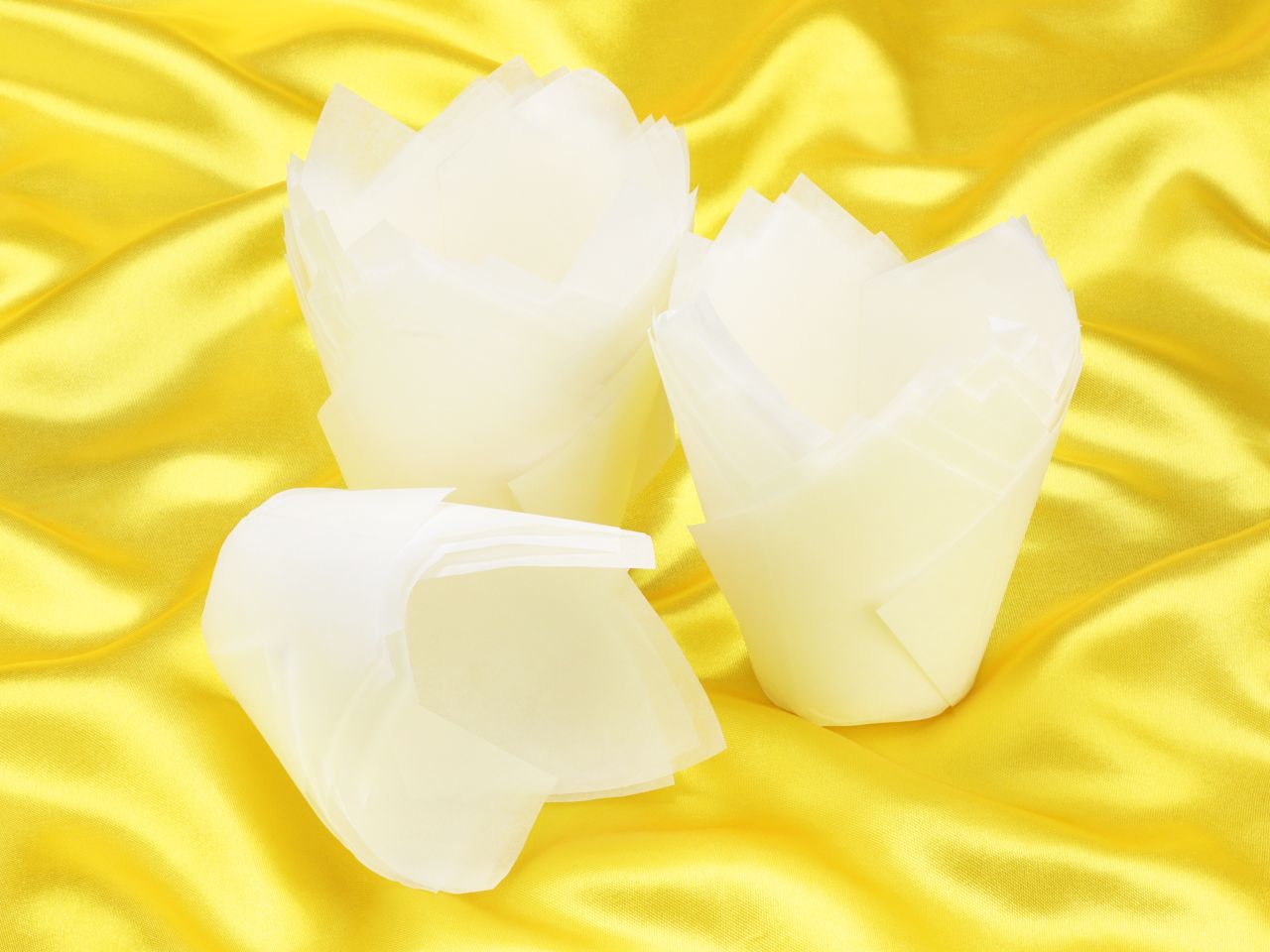 muffin tulips weiss 36 stueck
