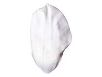 SK Veiner Tulpe Triumph 6,5 cm
