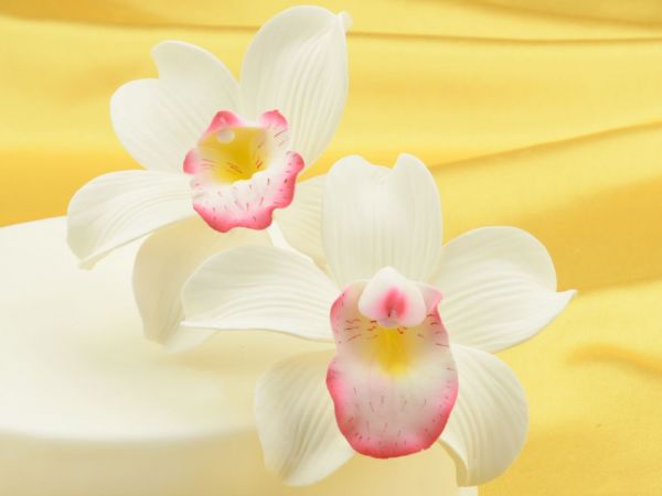 Fine sugar flower cymbidium orchid - 2 part