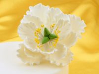 Fine sugar flower peony white