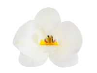 Wafer-Paper Orchidee weiß 7,5-8,5cm 10 Stück