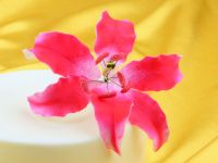 Fine sugar flower lily dark pink spray